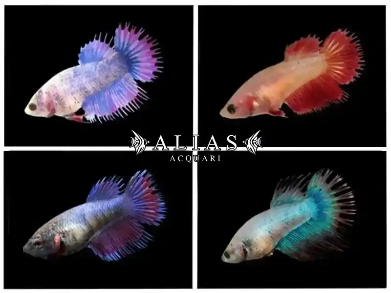 Betta splendens female crowntail mix