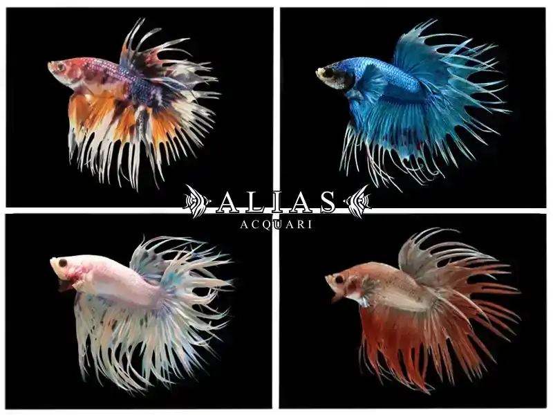Betta splendens male crowntail Mix