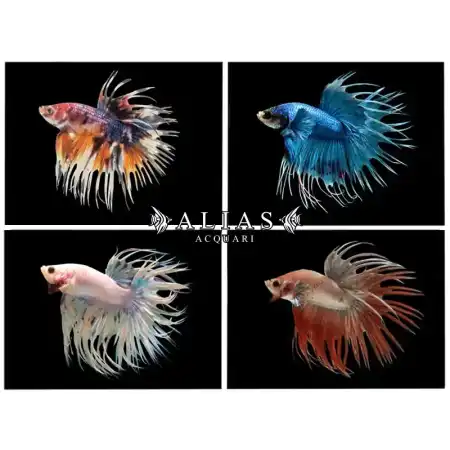 Betta splendens male crowntail Mix