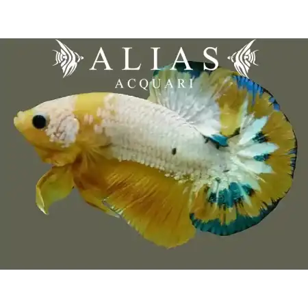 Betta splendens male Plakat Hellboy Yellow