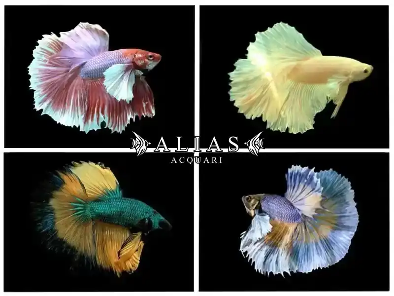 Betta splendens male Super delta big ears