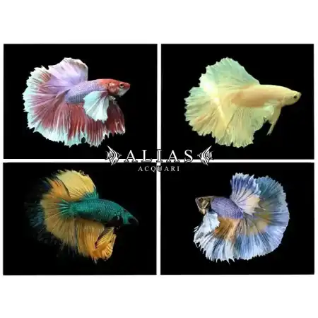 Betta splendens male Super delta big ears