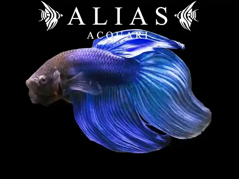 Betta splendens male veiltail Blue