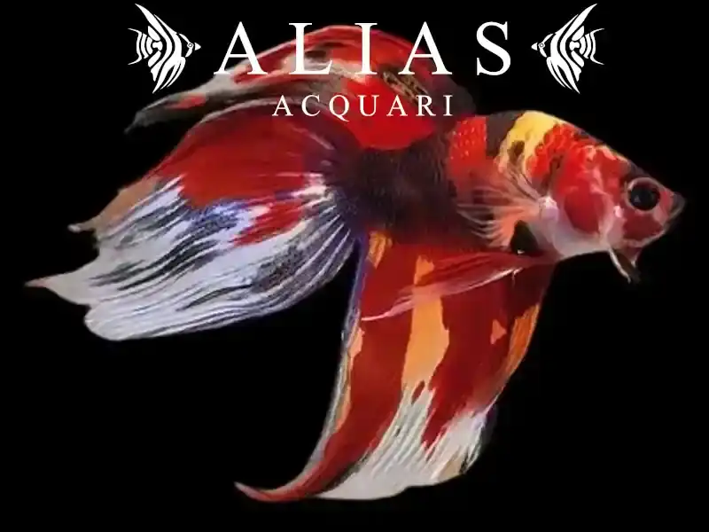 Betta splendens male veiltail Nemo