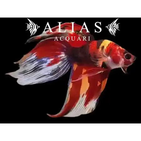 Betta splendens male veiltail Nemo