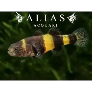 Brachygobius Xanthozona