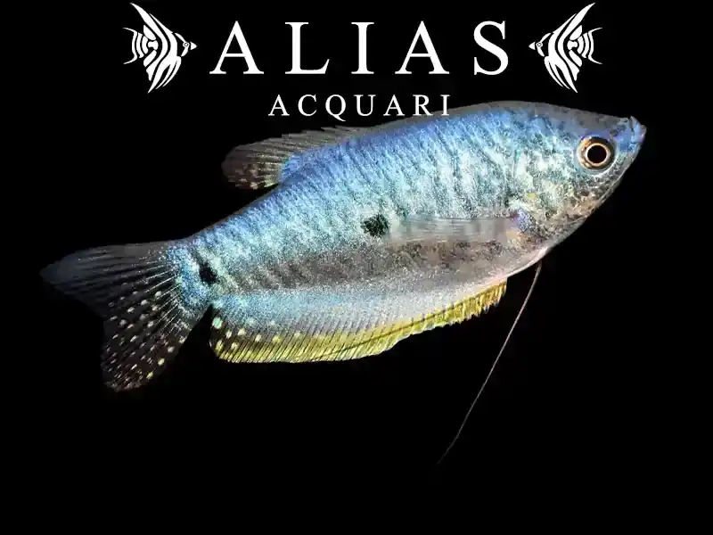 Trichogaster Trichopterus sumatra