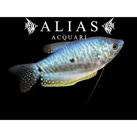 Trichogaster Trichopterus sumatra