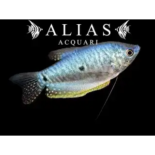 Trichogaster Trichopterus sumatra