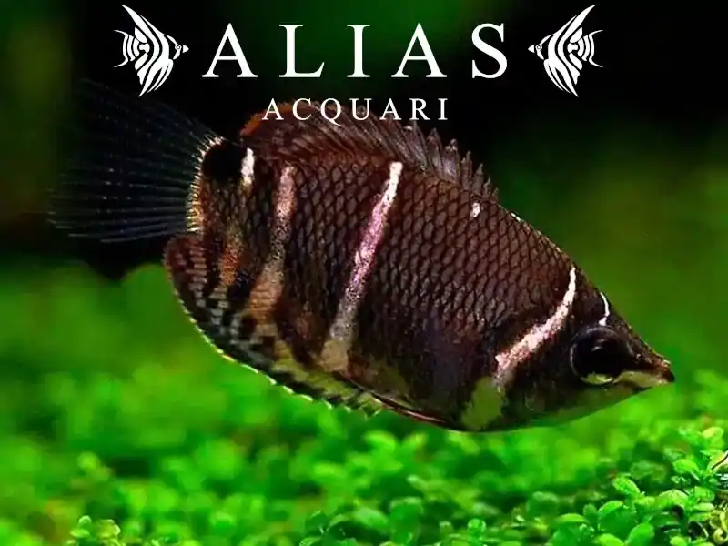 Sphaerichthys Osphromenoides