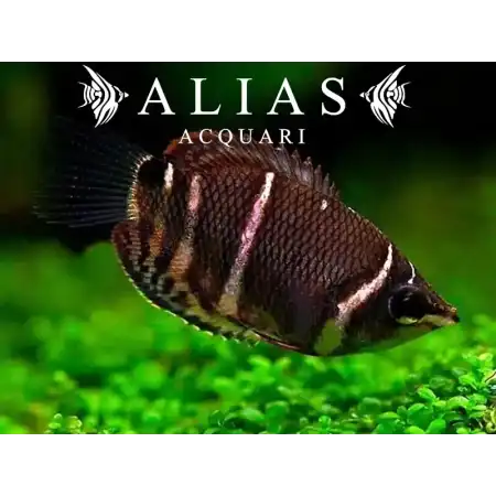 Sphaerichthys Osphromenoides