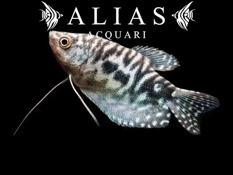 Trichogaster Trichopterus cosby