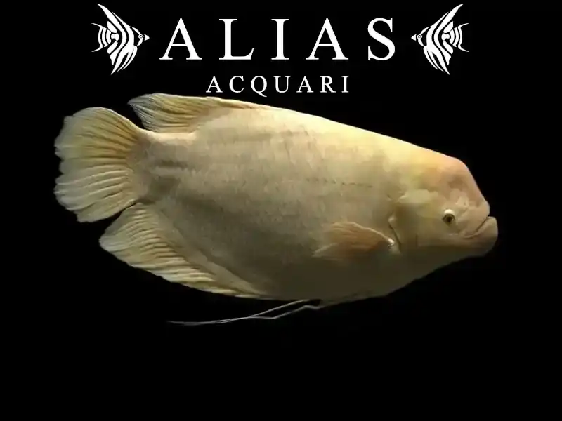 Osphronemus Goramy Gold