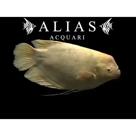 Osphronemus Goramy Gold