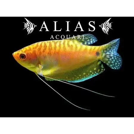 Trichogaster Trichopterus gold