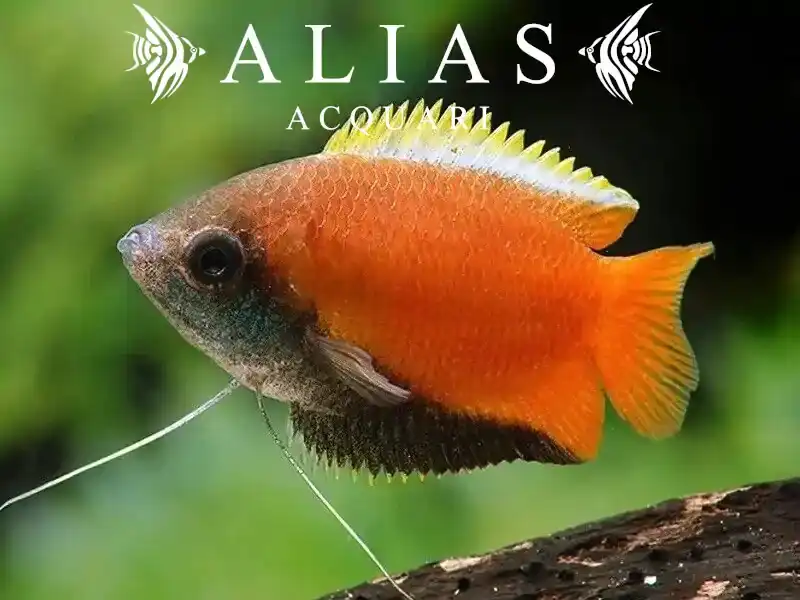 Colisa chuna