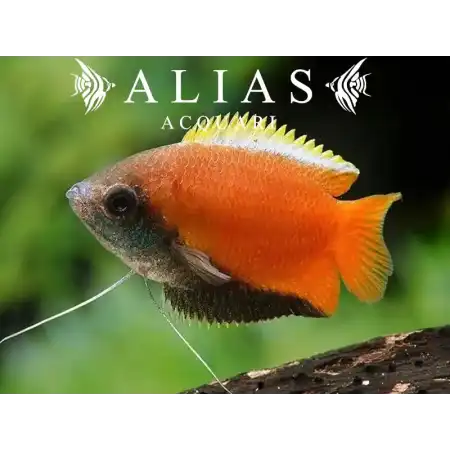 Colisa chuna