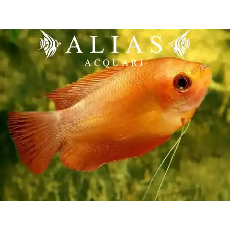 Colisa labiosa orange