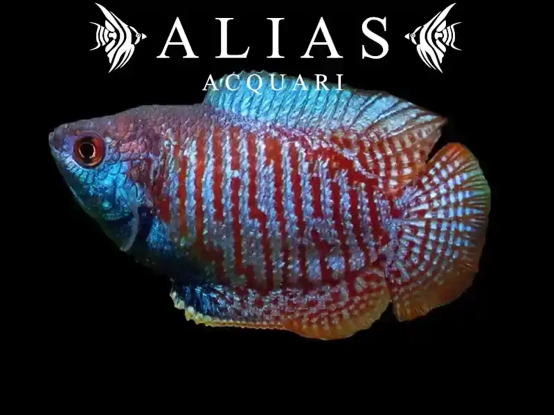 Colisa Lalia rainbow