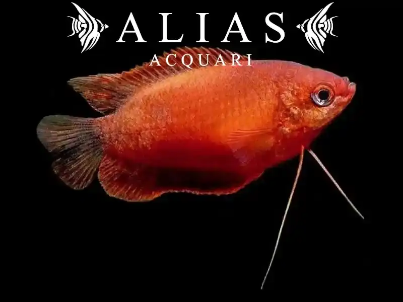 Colisa chuna red