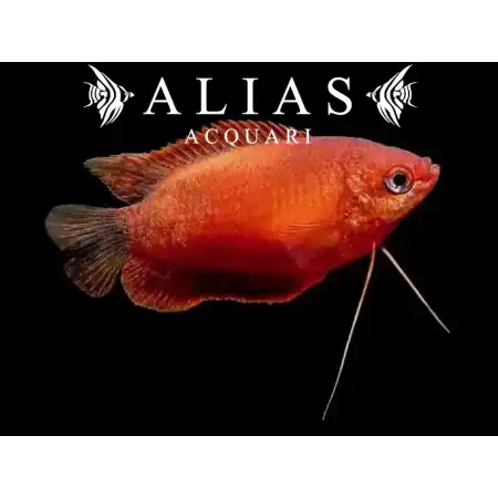 Colisa chuna red