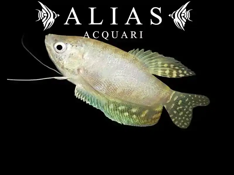 Trichogaster trichopterus silver platinum