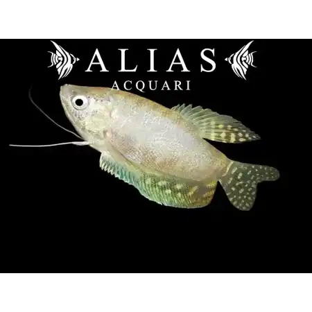 Trichogaster trichopterus silver platinum