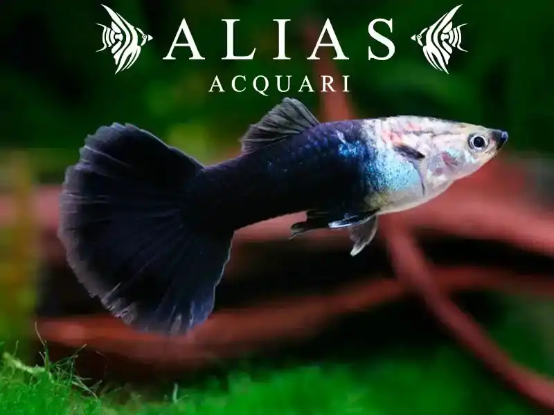 Guppy maschio Tuxedo Black