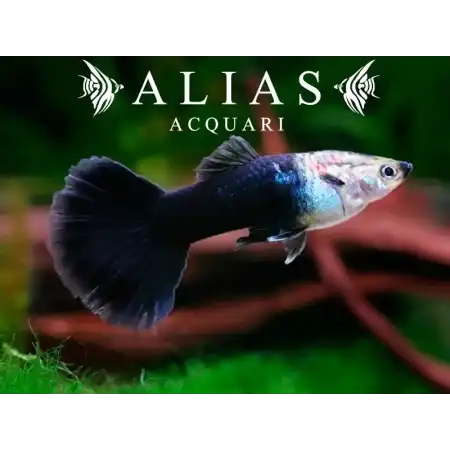 Guppy maschio Tuxedo Black