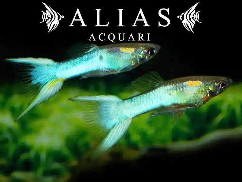 Guppy maschio Double Sword