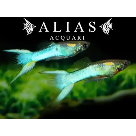 Guppy maschio Double Sword