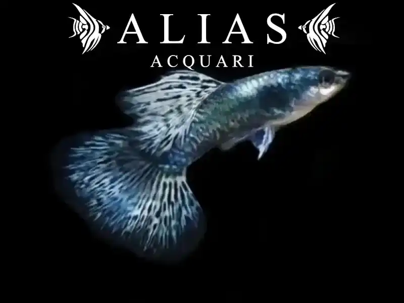 Guppy in coppia Blue Dragon