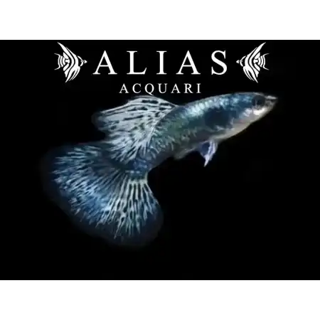 Guppy in coppia Blue Dragon