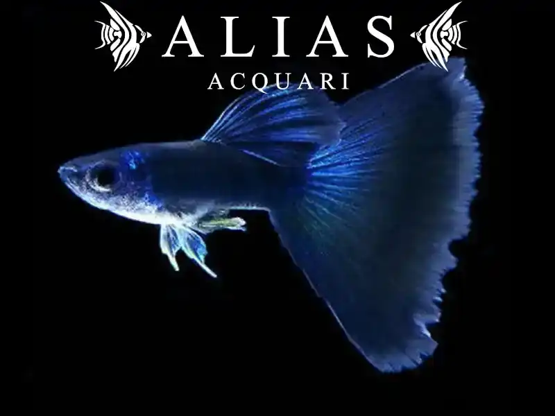 Guppy in coppia Phantom Blue