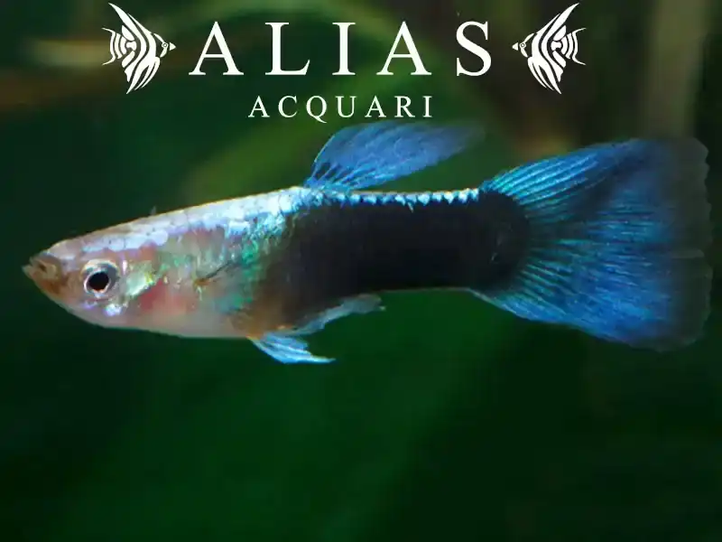 Guppy maschio Blue Turquoise