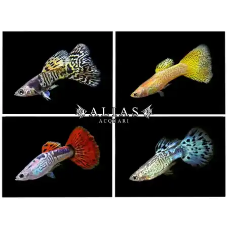Guppy maschio Cobra Mix