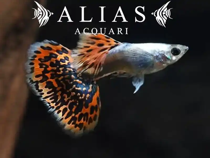 Guppy maschio Elephant Ears