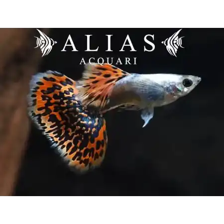 Guppy maschio Elephant Ears