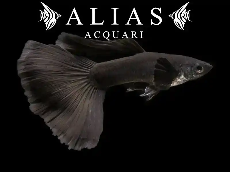 Guppy in coppia Full black