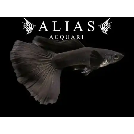 Guppy in coppia Full black