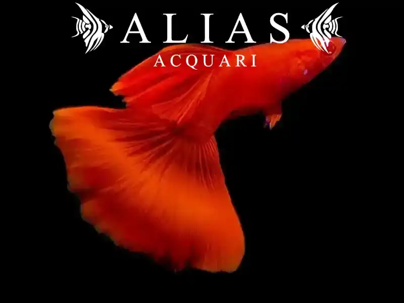 Guppy in coppia Full Red Albino