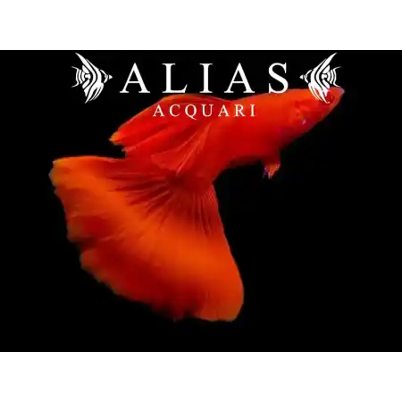 Guppy in coppia Full Red Albino