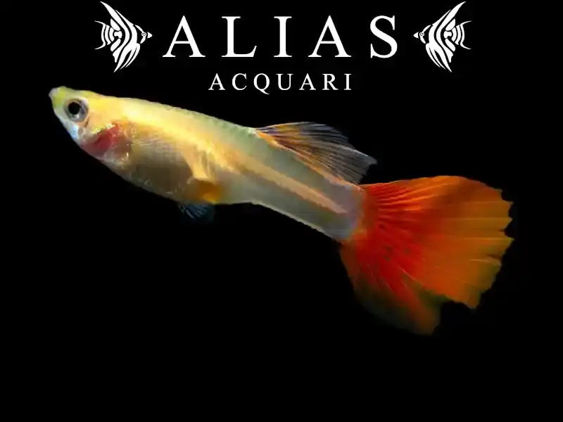 Guppy femmina Full Red