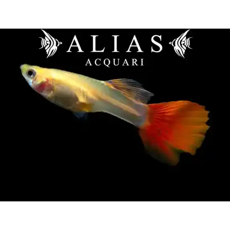 Guppy femmina Full Red