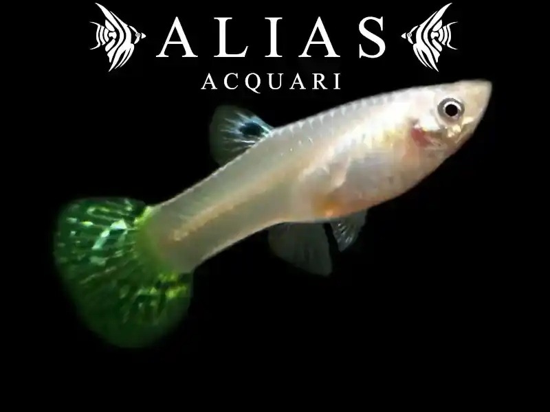 Guppy femmina Green Cobra