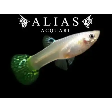 Guppy femmina Green Cobra