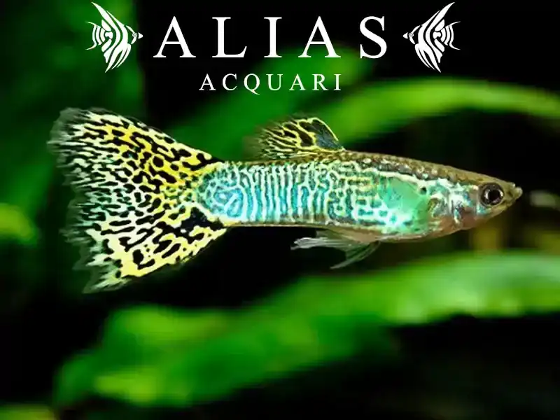 Guppy maschio Cobra Green