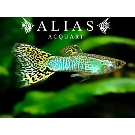 Guppy maschio Cobra Green