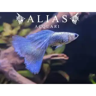 Guppy in coppia Metal Blue Lace