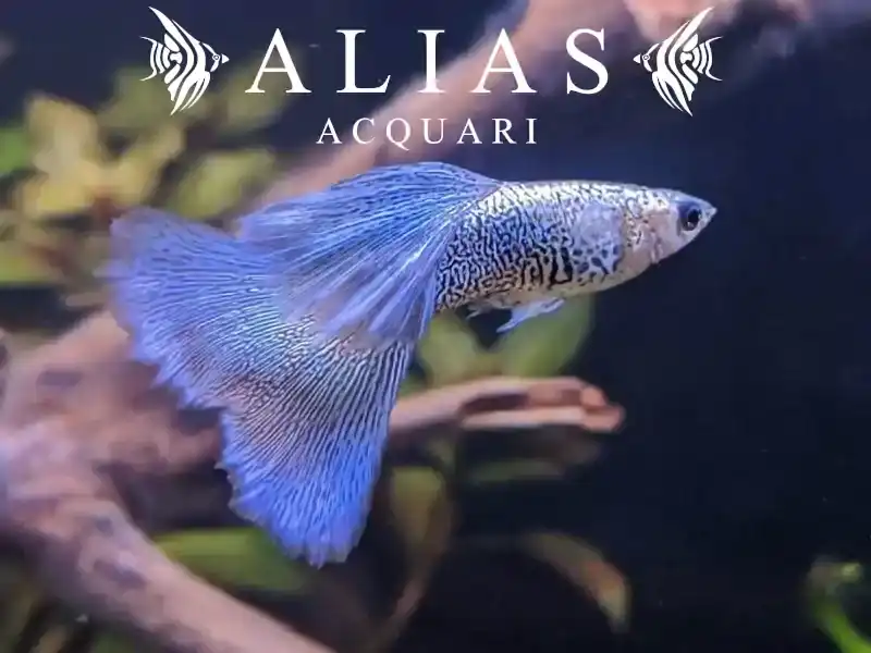 Guppy in coppia Metal Blue Lace